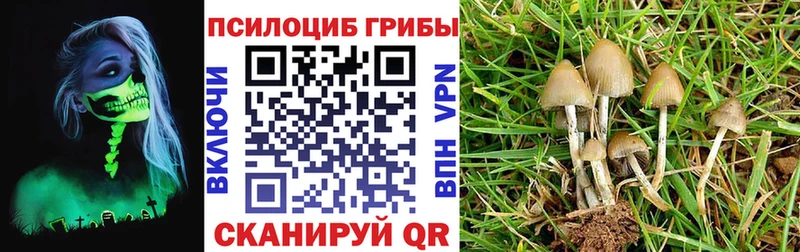 Псилоцибиновые грибы Cubensis Ялуторовск